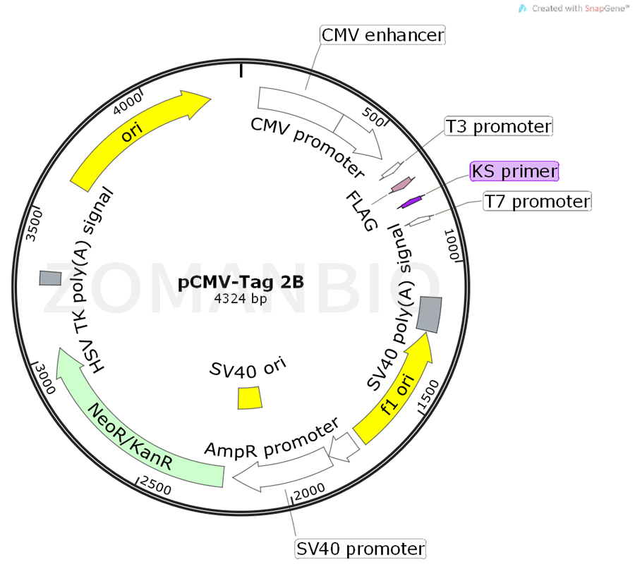ZK383pCMV-Tag 2B.png