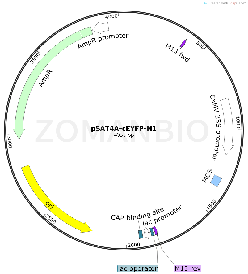 ZK897pSAT4A-cEYFP-N1.png